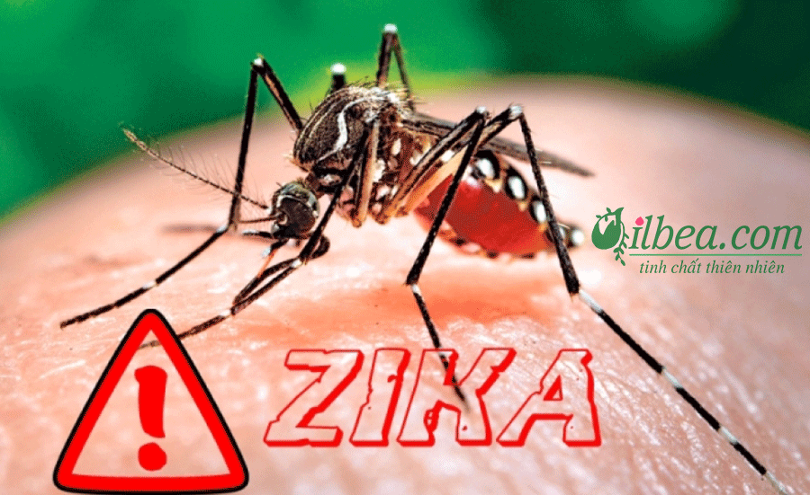 Virus Zika là gì & cách phòng ngừa virus zika