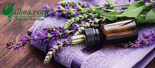 tác dụng của tinh dầu lavender